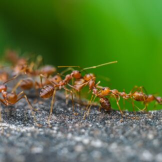 Red imported fire ant,Action of fire ant