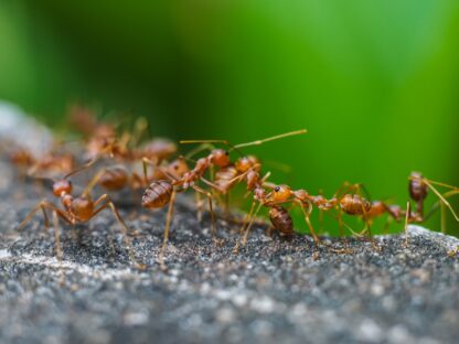 Red imported fire ant,Action of fire ant