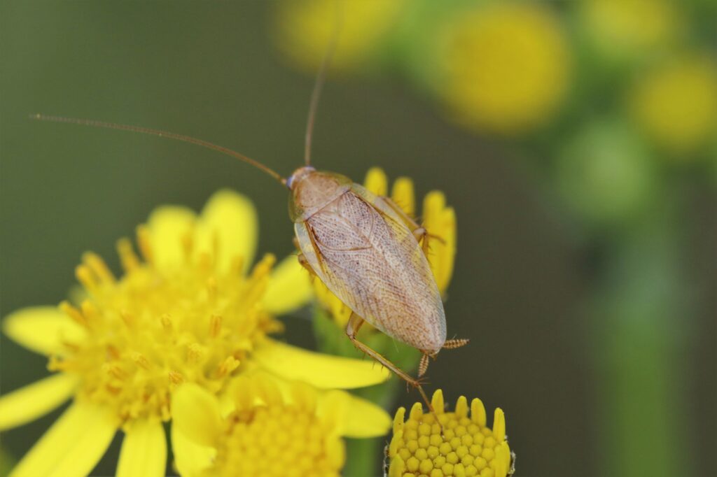 German cockroach (Blatella germanica